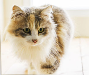 Close-up portrait of cat at home