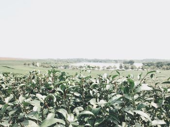 Plants growing on field against clear sky