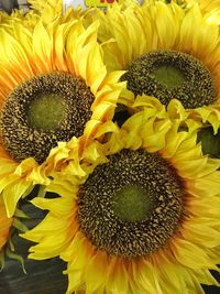 Close-up of sunflower