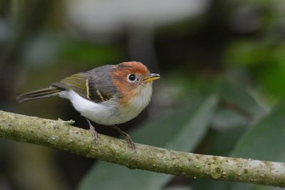 Close-up of bird perching on branch