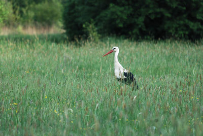 Side view of a bird on field