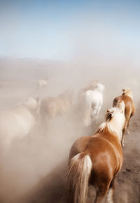 Running icelandic horses