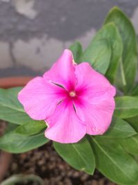 Close-up of pink flower blooming outdoors