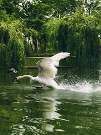 View of birds flying over lake