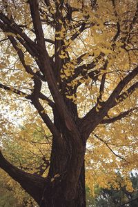 Low angle view of tree in forest during autumn