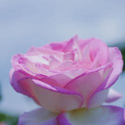 Close-up of pink rose