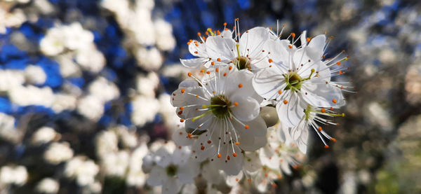 Close-up of cherry blossoms