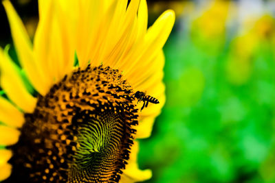 Close-up of bee insect on sunflower plant