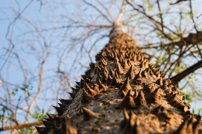 Close-up of dried leaves on tree trunk