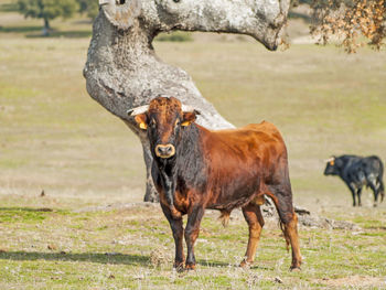 Cows standing on field