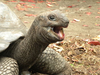 Close-up of lizard on land