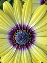 Full frame shot of purple flower