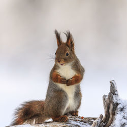 Low angle view of squirrel on tree