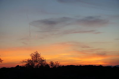 Silhouette of trees at sunset