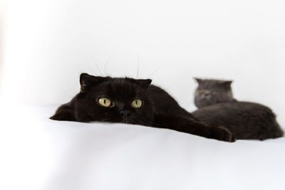 Portrait of black cat against white background