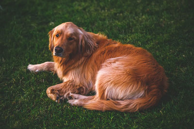 Close-up of dog on grass