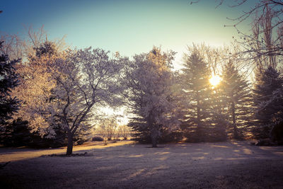 Trees on snow covered land against clear sky