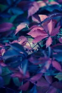 Close-up of purple flowering plant