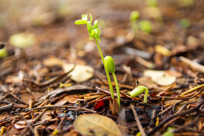 Close-up of plant growing on field