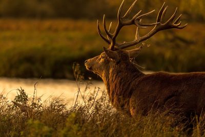 Close-up of deer on field