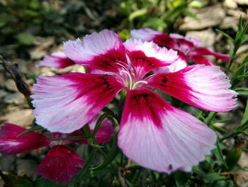 Close-up of pink flowers blooming outdoors