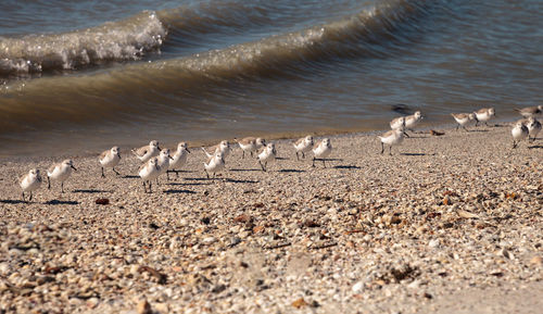 Cluster of black bellied plovers pluvialis squatarola birds on the white sands of clam pass 