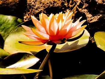 Close-up of lotus water lily