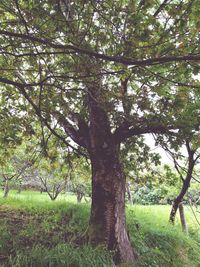 Trees growing in park