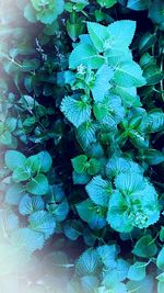 Close-up of green leaves