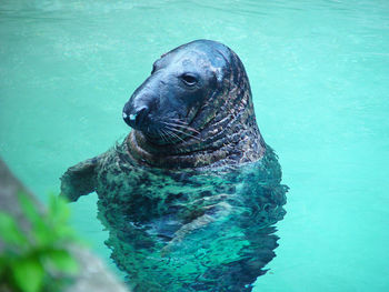Close-up of seal in water 