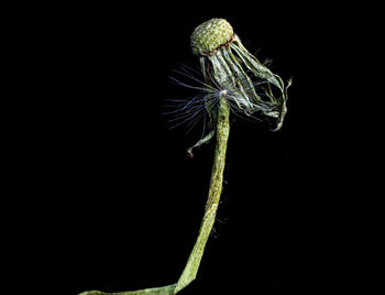 Close-up of plant against black background