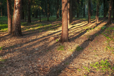 Trees growing in forest