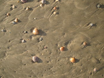 Seashells on sand at beach