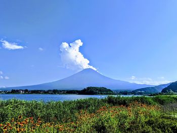 Fuji mt at oishi park view