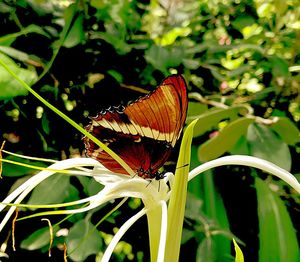 Close-up of butterfly on flower