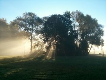 Sun shining through trees on field