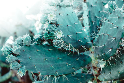 Close-up of cactus plant during winter