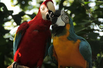 Close-up of macaws