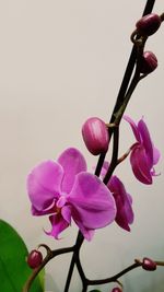 Close-up of pink flowers