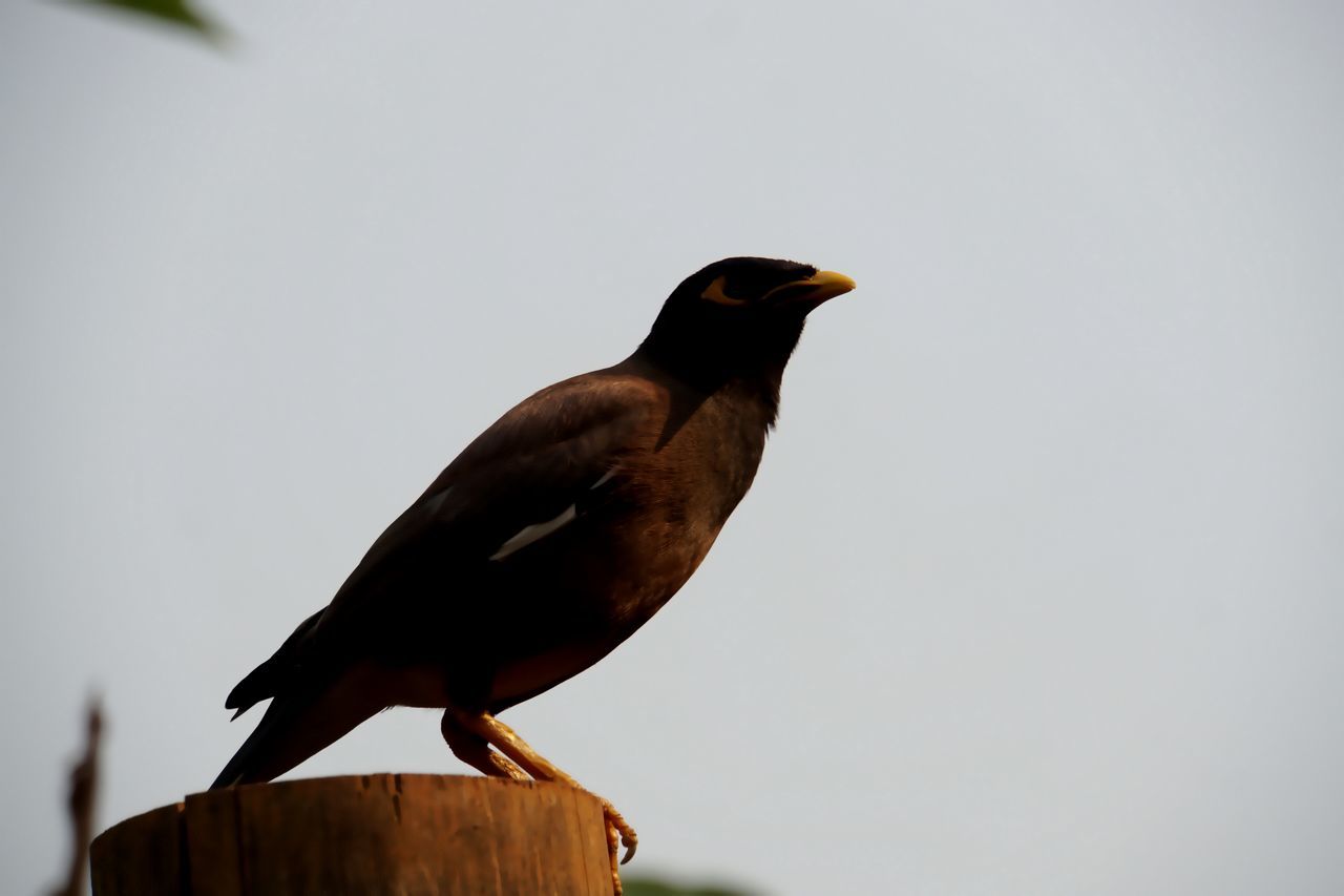 The common myna, Acridotheres tristis.