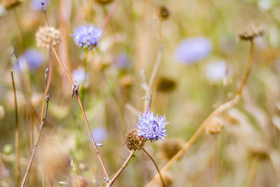 Close-up of purple flowers