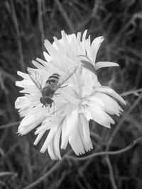 Close-up of white flowers blooming outdoors