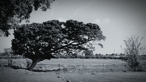 Bare trees on snow covered field