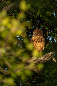 Low angle view of eagle perching on tree