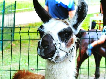 Close-up of goat