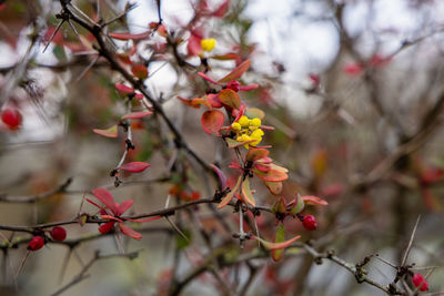 Close-up of cherry blossoms on tree