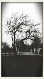 Bare trees against sky