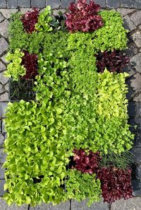 High angle view of potted plants