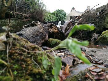 Close-up of rocks against trees