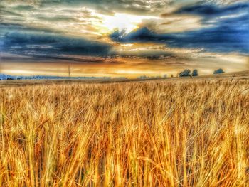 Scenic view of wheat field against dramatic sky